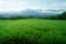 Idyllic Hokkaido Wheat grass fields, lush greenery, capturing summer serenity