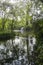 Idyllic image of a pond surrounded by greenery with a black swan preening its wings in the center in el Capricho Park, Alameda de