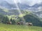 Idyllic landscape in the Alps with brown cows graze at fresh green meadows, snowcapped mountain tops in the background.