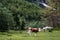 Idyllic landscape in the Alps with cows grazing in fresh green m