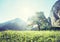 Idyllic landscape in the Alps, tree, grass and mountains