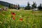 Idyllic landscape featuring a vibrant field of red poppies in Pamukkale, Turkey