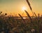 Idyllic landscape of field in the evening light, before sunset