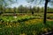 Idyllic landscape in Gorky park with orange tulips  -  gardening in central park of Moscow