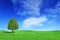 Idyllic landscape, lonely tree among green fields