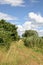 Idyllic landscape of meadow path and bushes around