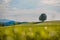 Idyllic landscape scenery in summer: Tree and green meadow, blue sky