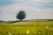 Idyllic landscape scenery in summer: Tree and green meadow, blue sky