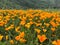 Idyllic landscape of a vibrant poppy field in Southern California
