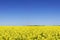 Idyllic landscape, yellow colza fields