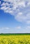 Idyllic landscape, yellow colza fields under the blue sky and white clouds