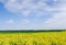 Idyllic landscape, yellow colza fields under the blue sky and white clouds