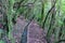 Idyllic Levada walk in ancient subtropical Laurissilva forest of Fanal, Madeira island, Portugal, Europe. Water irrigation channel