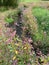 Idyllic meadow brook overgrown with glandular balsam