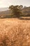 Idyllic Meadow and Oak Tree at sunset