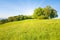 Idyllic meadow with tree