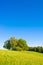 Idyllic meadow with tree