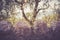 Idyllic Mediterranean scenery: Olive trees behind a stony wall, Italy