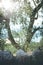 Idyllic Mediterranean scenery: Olive trees behind a stony wall, Italy