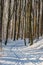 An idyllic midwinter scene in the Dutch forests in the rolling hills landscape in the south of Limburg