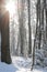 An idyllic midwinter scene in the Dutch forests in the rolling hills landscape in the south of Limburg