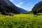 Idyllic mountain landscape in the Alps with yellow flowers and green meadows. Stilluptal, Austria, Tiro