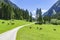 Idyllic mountain landscape with cows grazing in the Alps