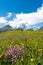 Idyllic mountain landscape in the summertime