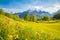 Idyllic mountain scenery in the Alps with blooming meadows in springtime