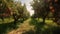 Idyllic orchard full of lush green trees and fruit trees with ripe apples, Ai-generated.