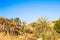 Idyllic palm field in a tropical setting