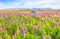 Idyllic Panorama Landscape View of Lupin Field near Lake Tekapo, New Zealand. Beautiful, colorful Lupin flowers blossom in summer