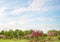 Idyllic park landscape with blooming crab apple trees