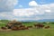 Idyllic pasture scene with cows grazing