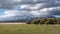 Idyllic Patagonian landscape with lambs