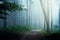 Idyllic pathway running through a mystical fog-filled forest, surrounded by tall majestic trees