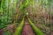 idyllic pedestrian path with green and red vegetation colors of the Azores archipelago