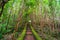 idyllic pedestrian path with green and red vegetation colors of the Azores archipelago