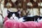 idyllic photo of a black and white cat lying in the garden.