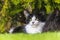 Idyllic photo of a black and white cat lying in the garden.