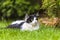 Idyllic photo of a black and white cat lying in the garden.