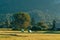 Idyllic picturesque farm meadow with rolled forage bales of mowed grass wrapped in plastic in summer afternoon, detail from Bohinj