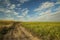 Idyllic picturesque spring time empty field colorful landscape morning sun rise lighting dirt trail between green and yellow