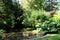 Idyllic pond in beautiful sunlight and a lot of green plants