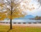 Idyllic promenade with golden lime tree at lakeside Mondsee view to shipping pier