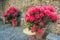 Idyllic public park with roses at springtime in Malcesine, Lake Garda, Italy