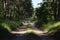 Idyllic road meandering through a lush and verdant forest