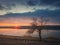 Idyllic rural scene, steppe landscape with a dog watching the sunset over the calm lake water, standing near a bare willow tree on