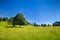 Idyllic rural scenery with green meadow and deep blue sky