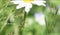 Idyllic rural summer scenery in the countryside with closeup detail of daisy wildflowers in a green meadow